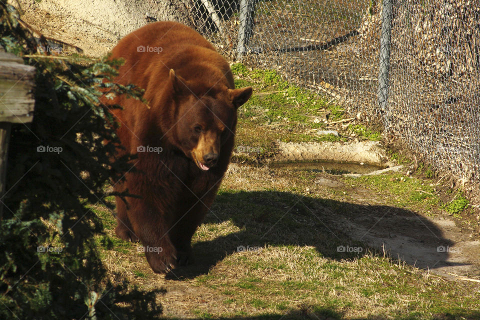A brief bear, facing forward taking a stroll behind a fence at a zoo in the South US.