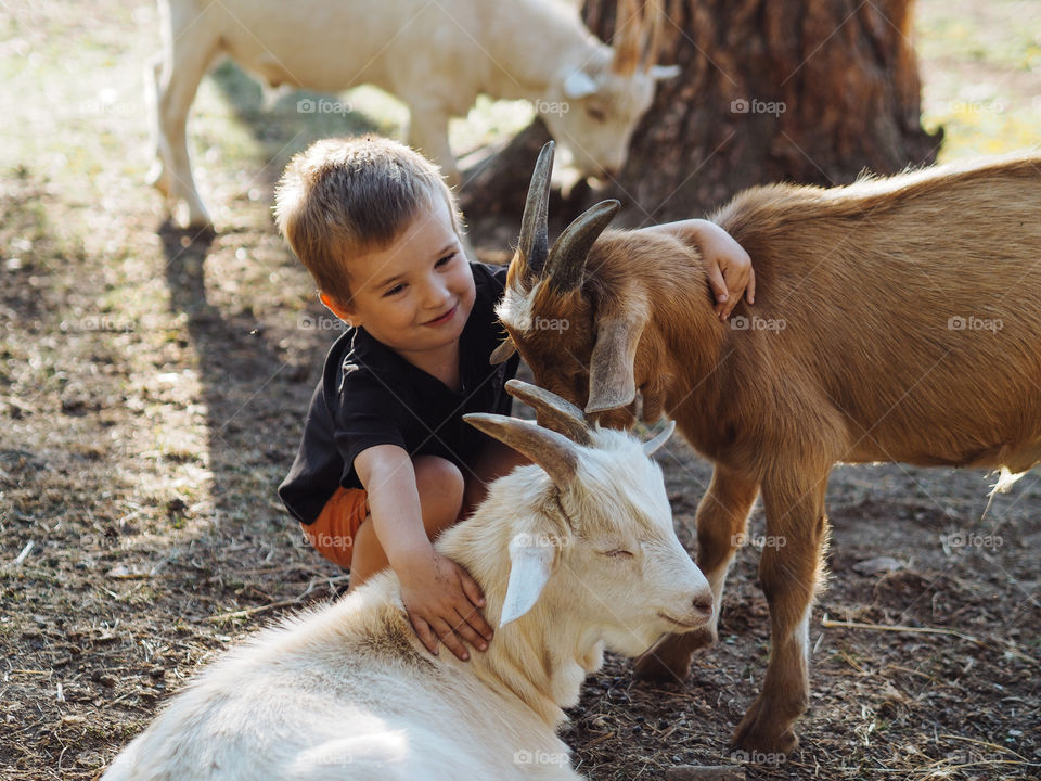 Pretty Caucasian toddler boy hugging two goats