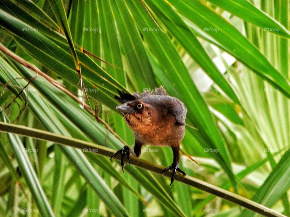 Mexican Grackle In The Jungle
