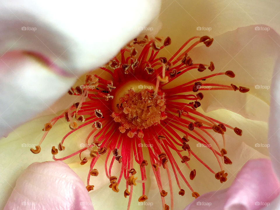 Pistils and stamens of a rose