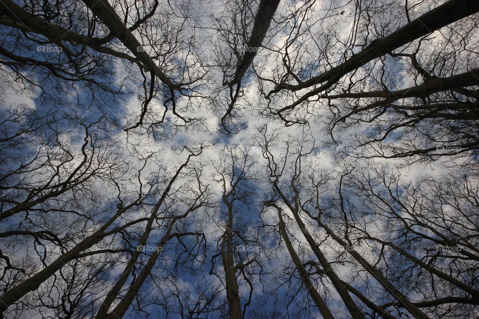 Gnarly trees looking up at the blue sky 