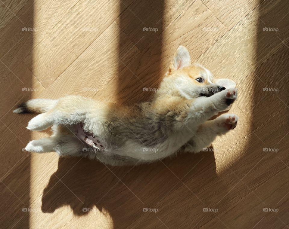 corgi puppy enjoy the sun