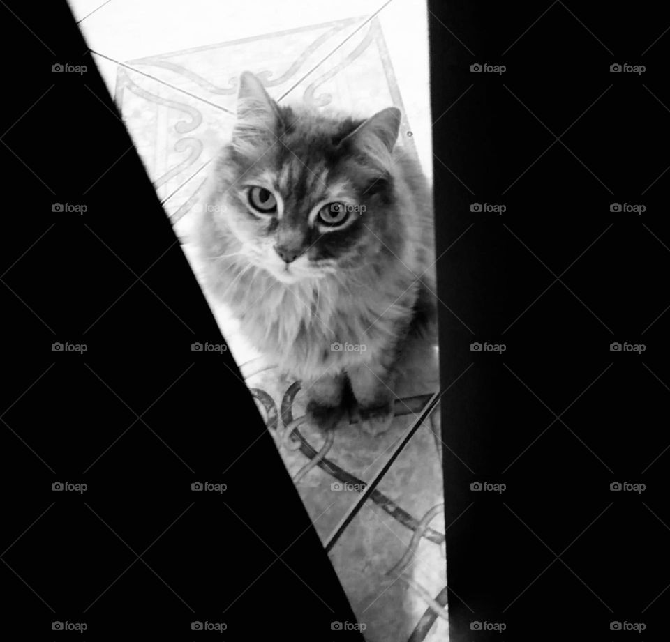 A gossip cat in black and white 