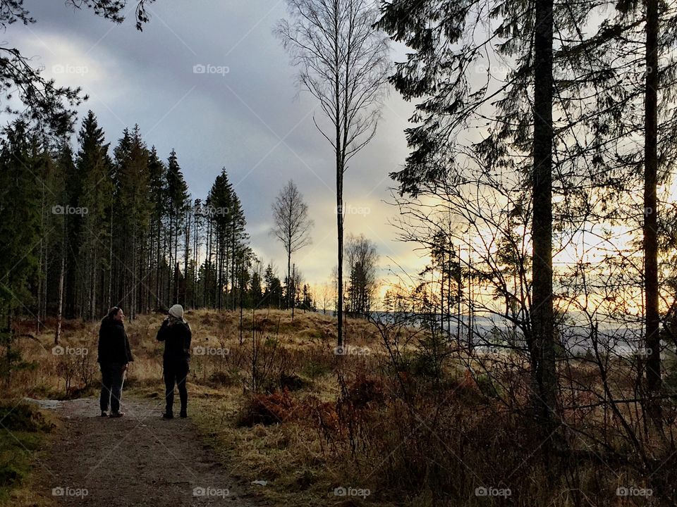 Sunset walk in the forest