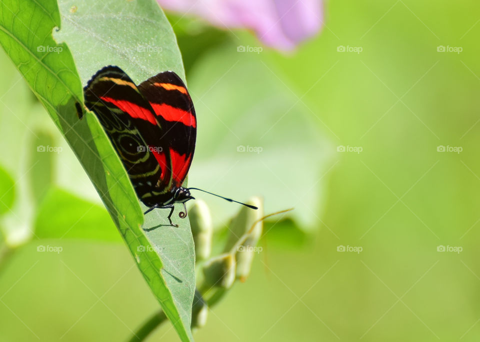 red butterfly