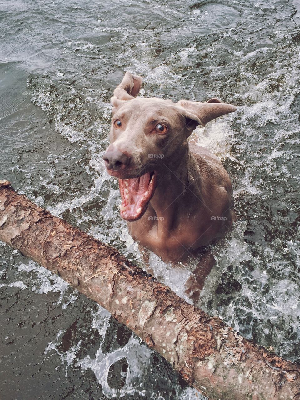 Weimaraner playing in water