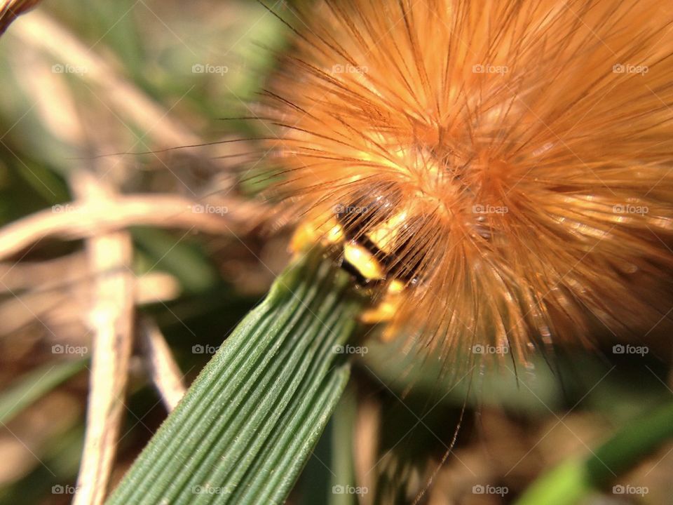 A very hungry wooly worm.