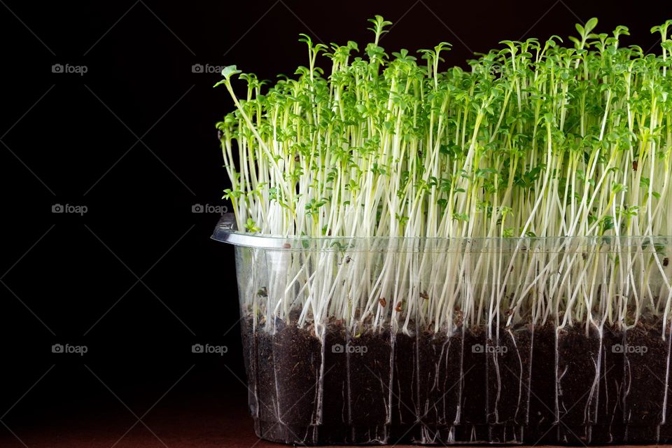 Microgreen Cress salad in a plastic bowl