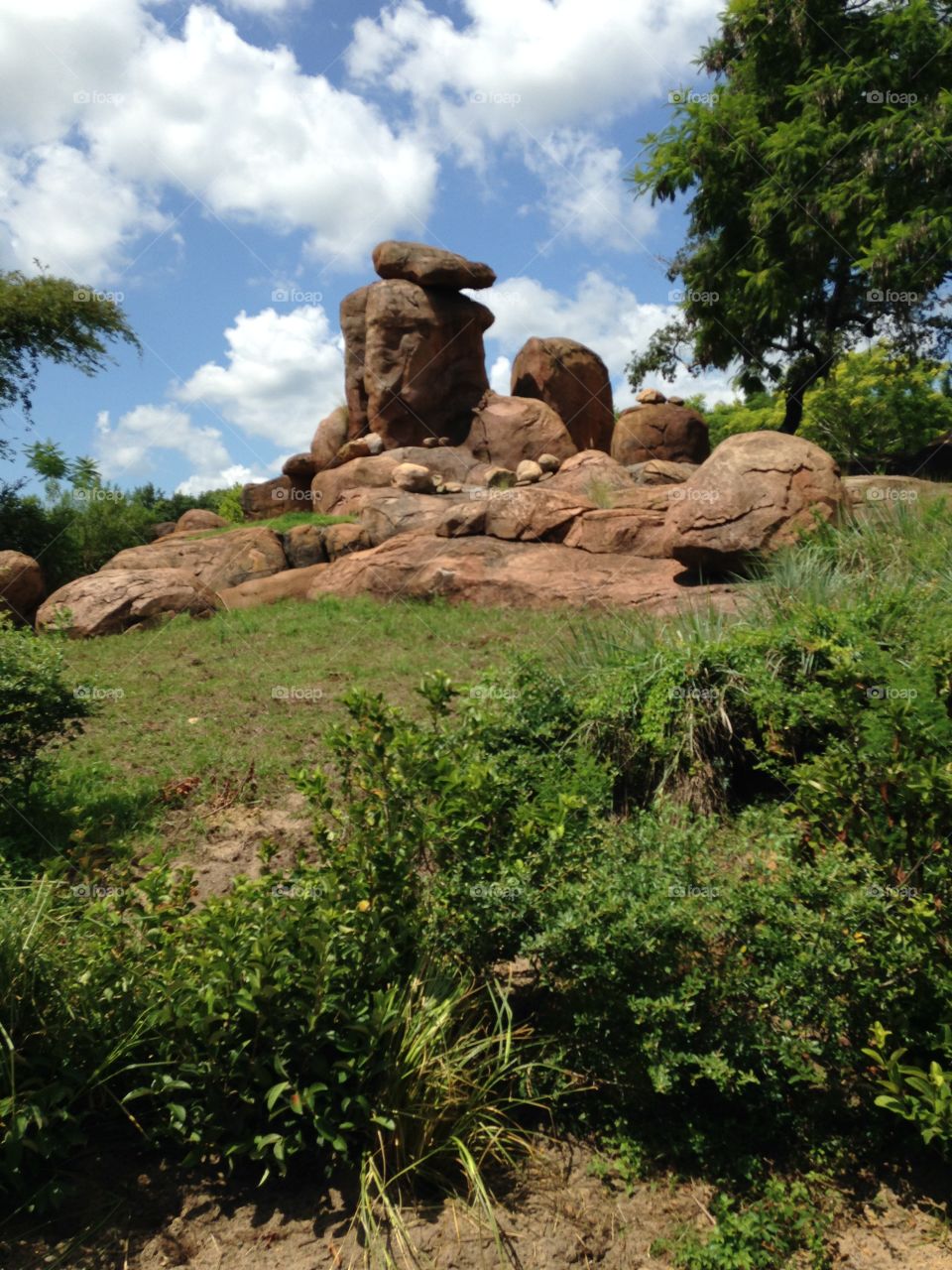 Disney Animal Kingdom