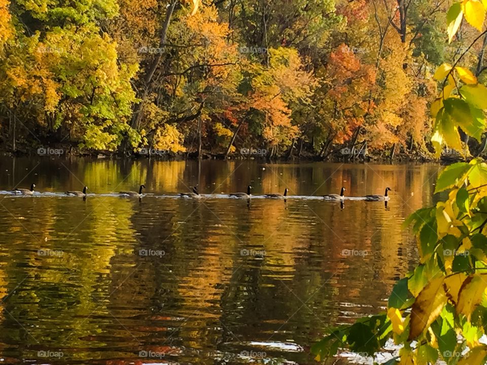 Forest Riverscape