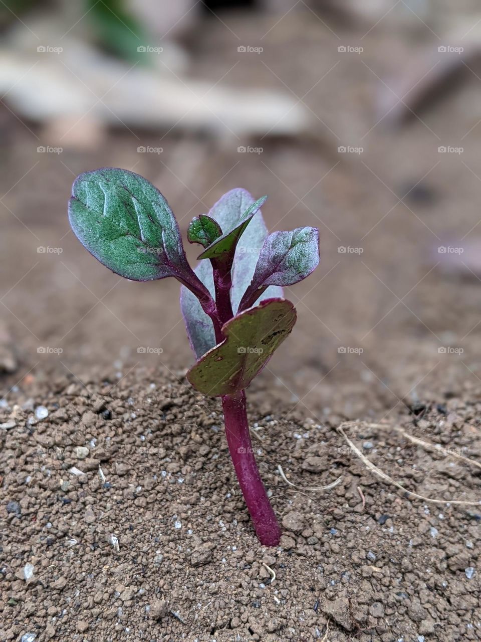 Binahong herbal plant seeds🌱