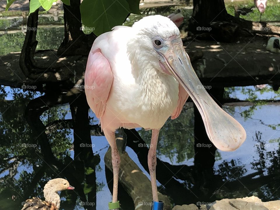 Long beak pink bird at zoo