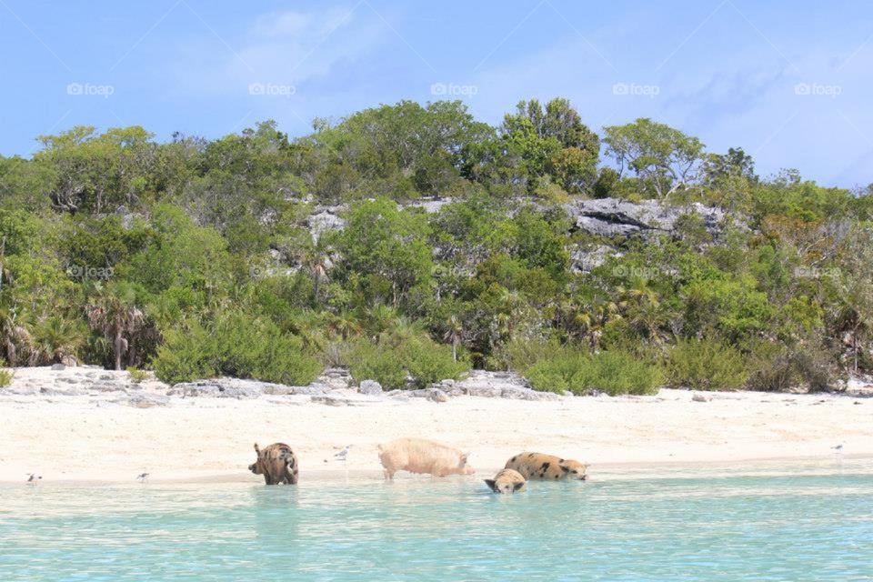 Swimming pigs in the Bahamas