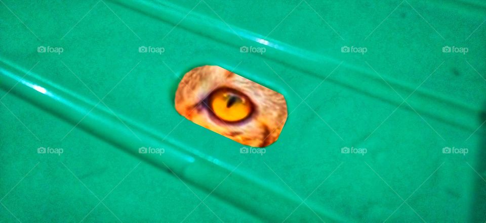 Behind the gap in the plastic chair, you can see cat's eyes