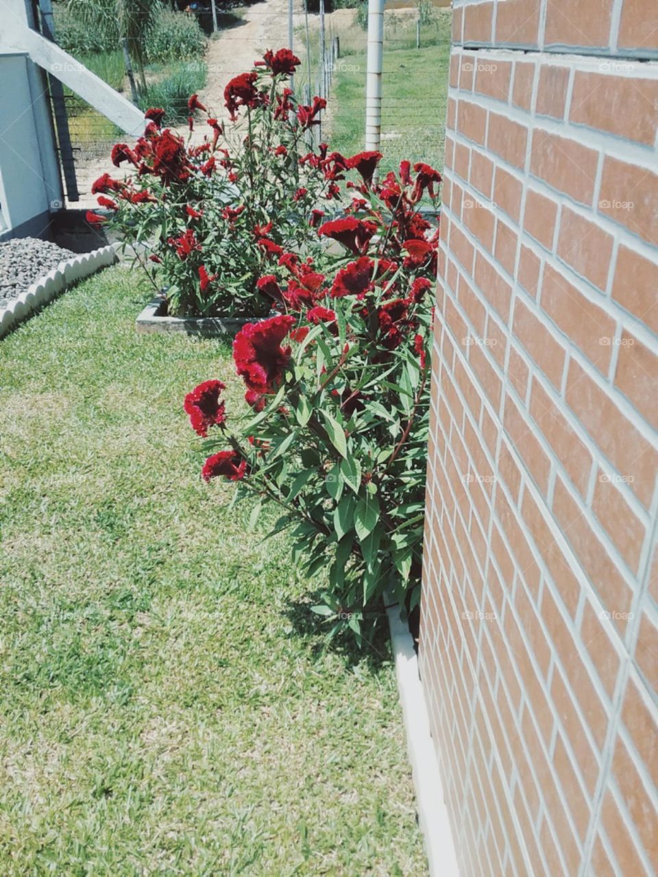 As flores Cristas de galo espiam entre o jardim.