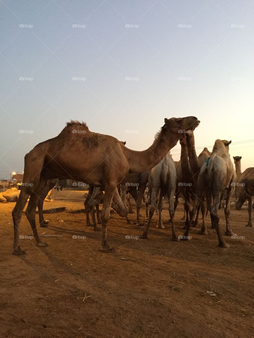 Camel’s trade in Egypt 
