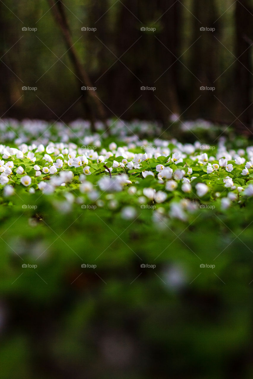 Blooming white flowers