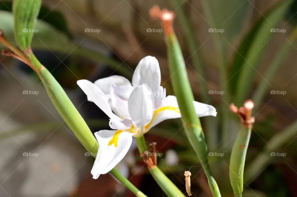 Flower