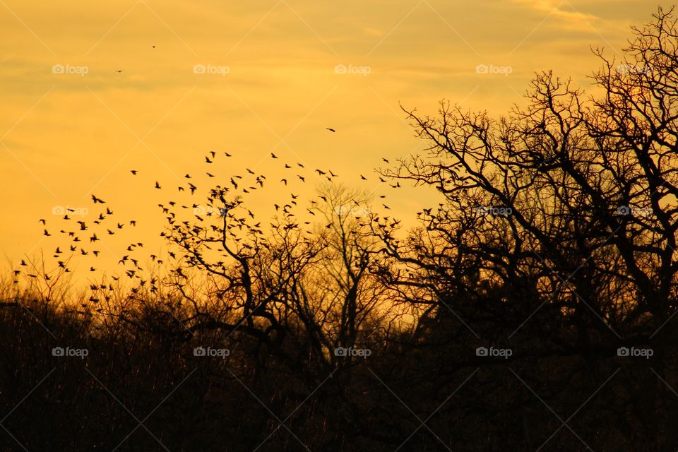 the silhouetted trees and flying birds with orange sky as a background