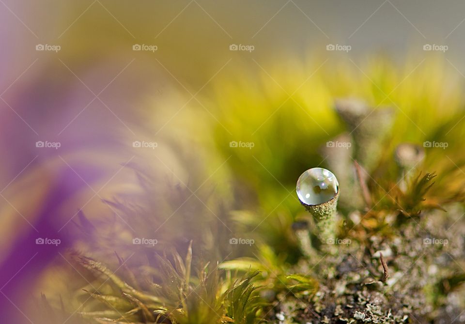 Rain drop on plant