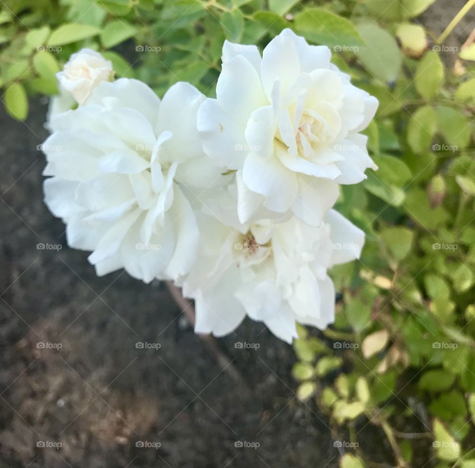 Beautiful and soft White flowers in nature outside on a nice spring afternoon USA, America. 
