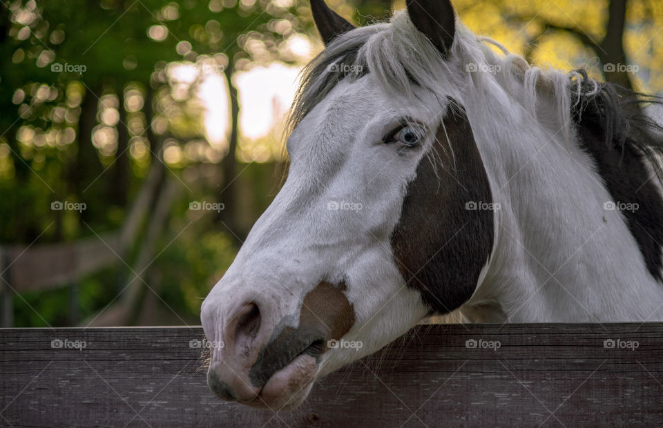 Close-up of horse head