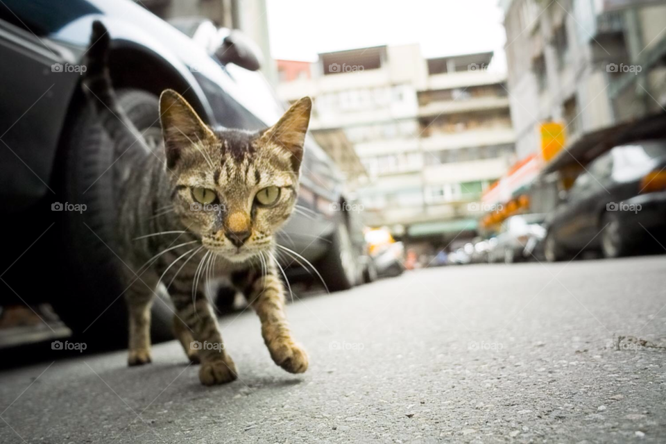 taipei street cat walk by Lan