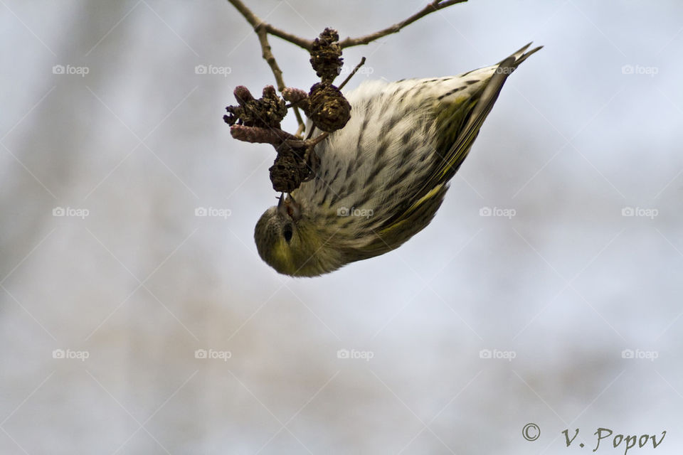 Siskin