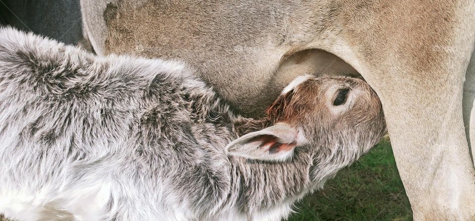Love and Tenderness between mother and calf