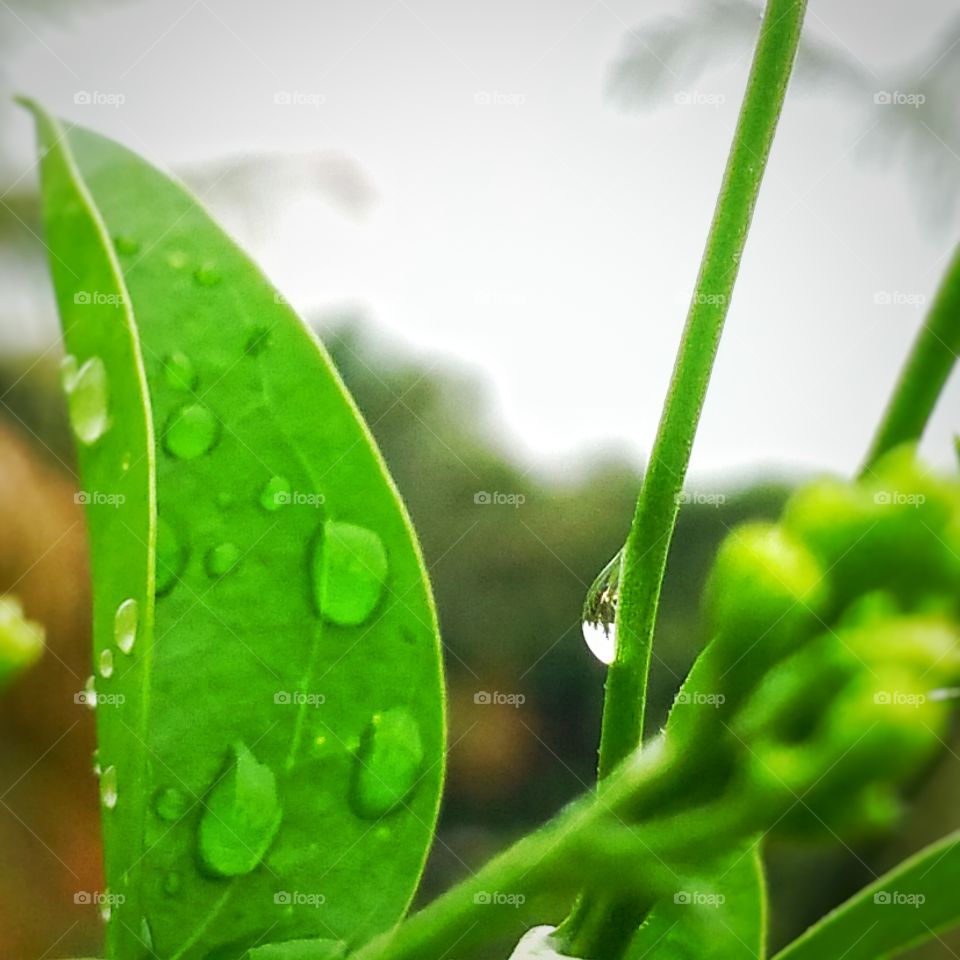 water drop on green leaf