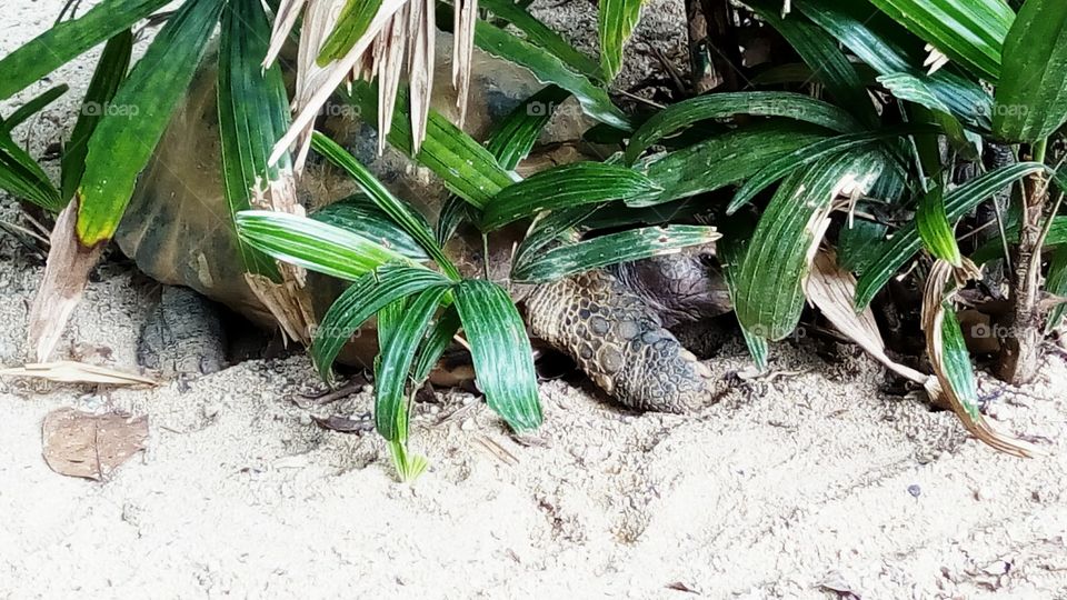 Something's alive behind the bush ?
- Tortoise