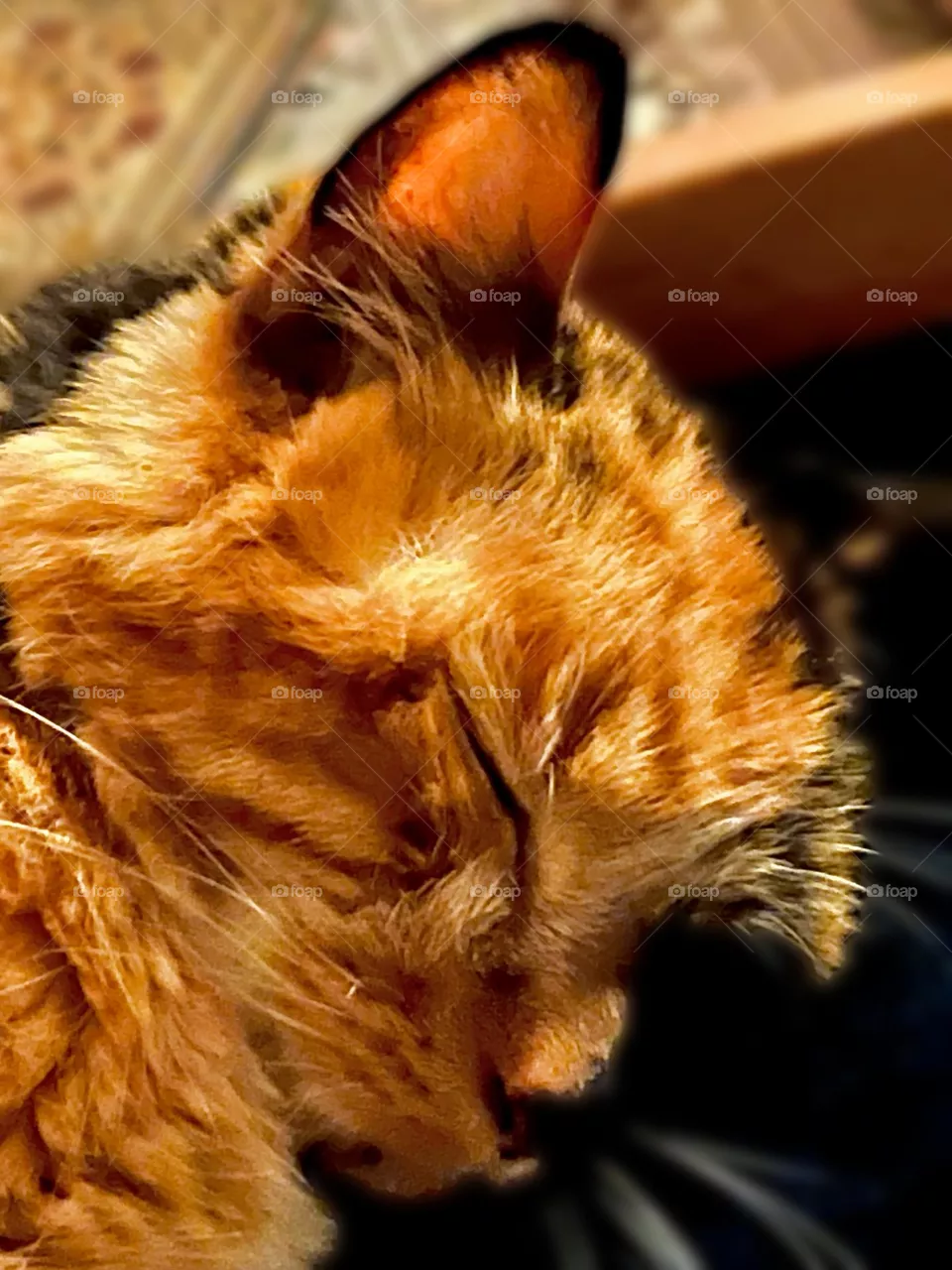 Cat Napping 