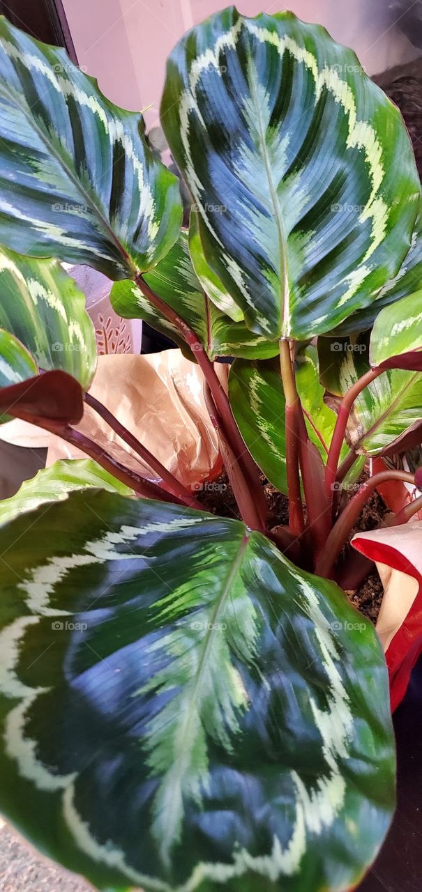 Cool colors on this plant!