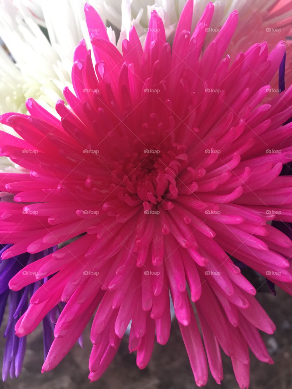 Pink flower closeup