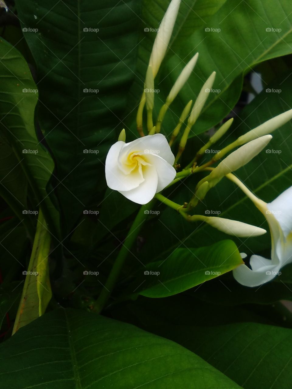 Frangipani, Plumeria - With Buds