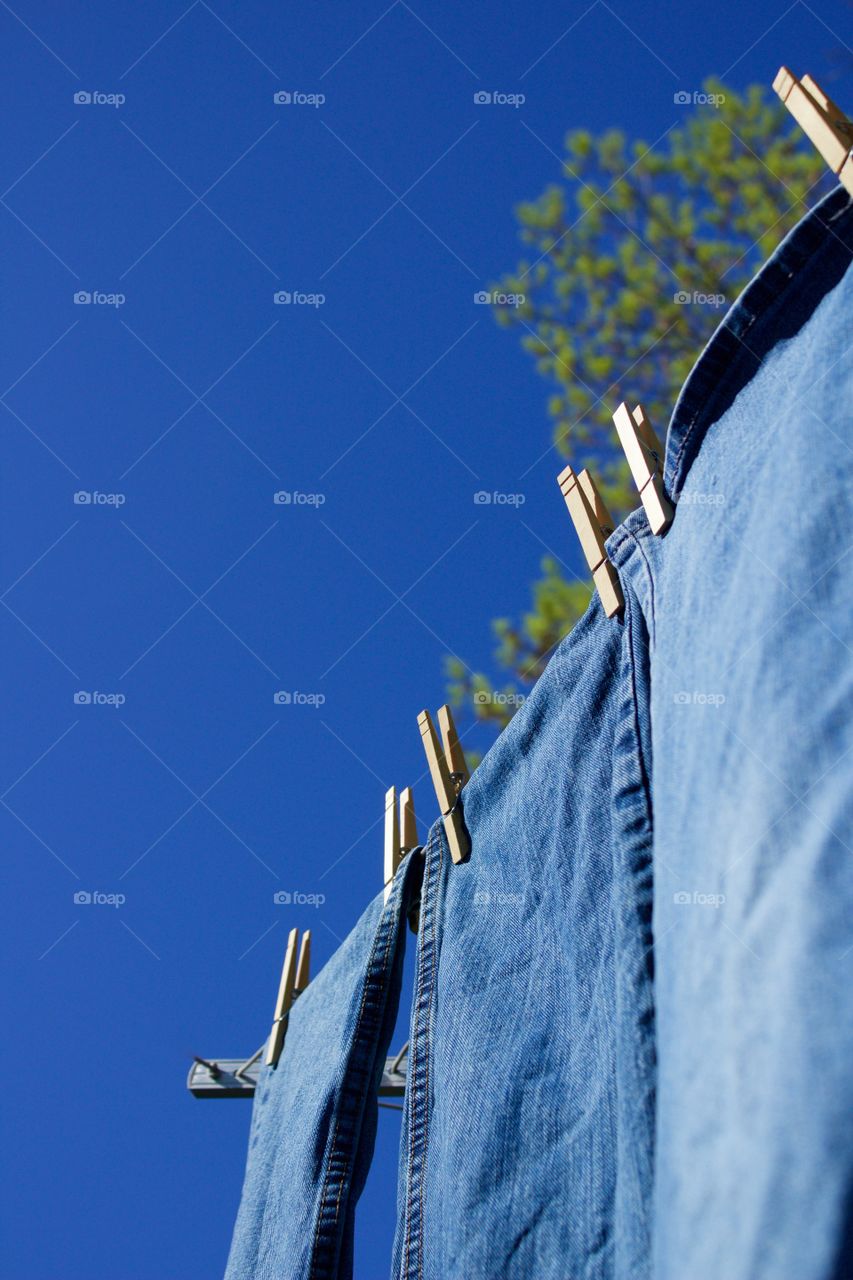 Freshly laundered blue jeans on a clothesline in the sunshine against a blue sky and tall tree with new leaves 