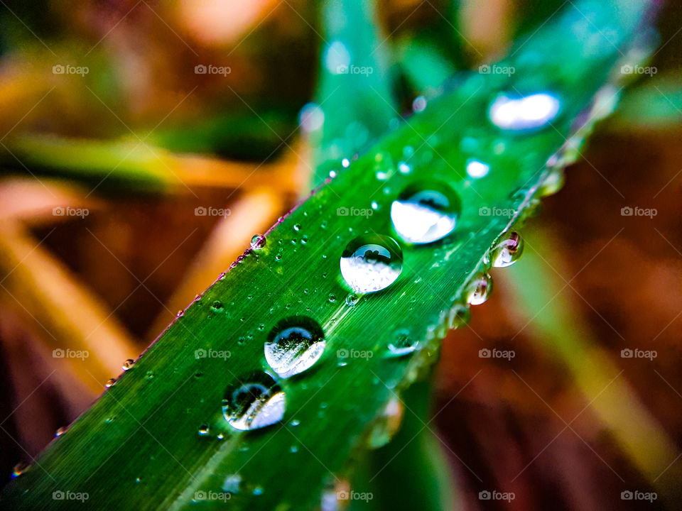 rain drops on a blade of grass