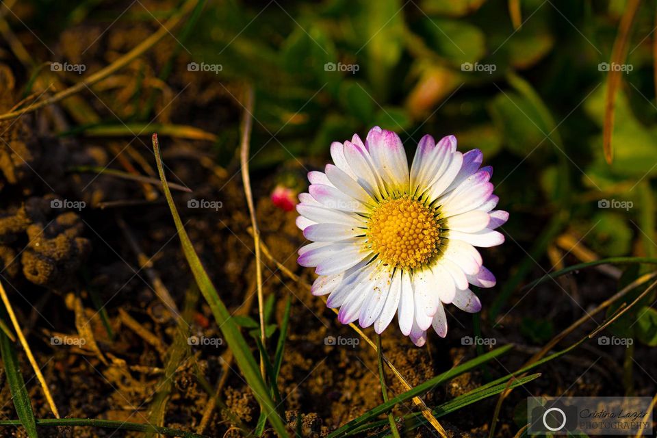 beautiful daisy flower