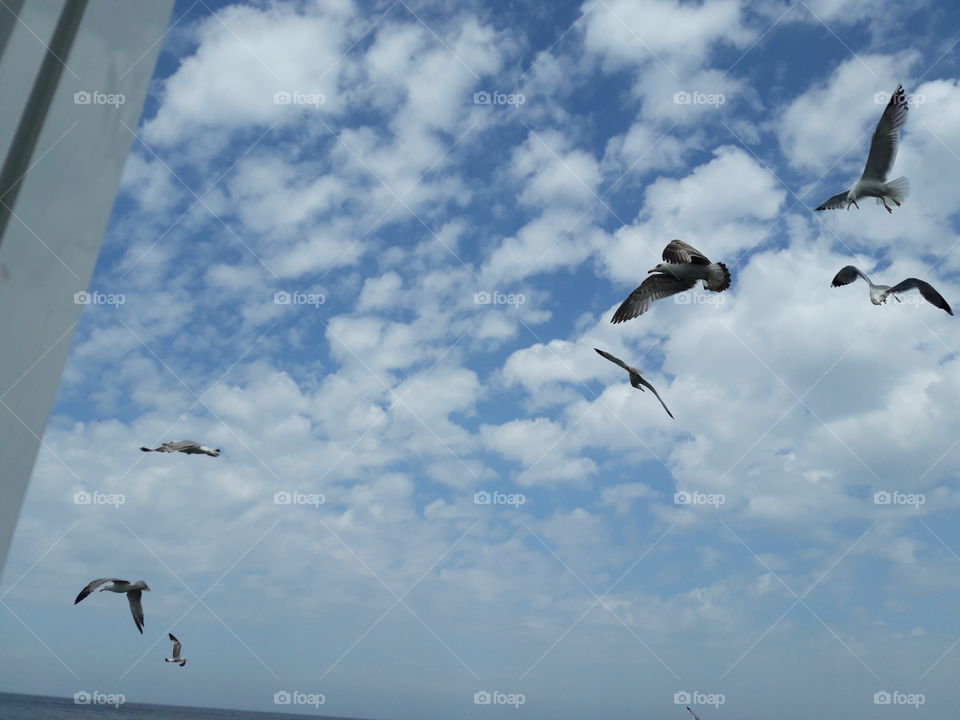 seaguls in flight