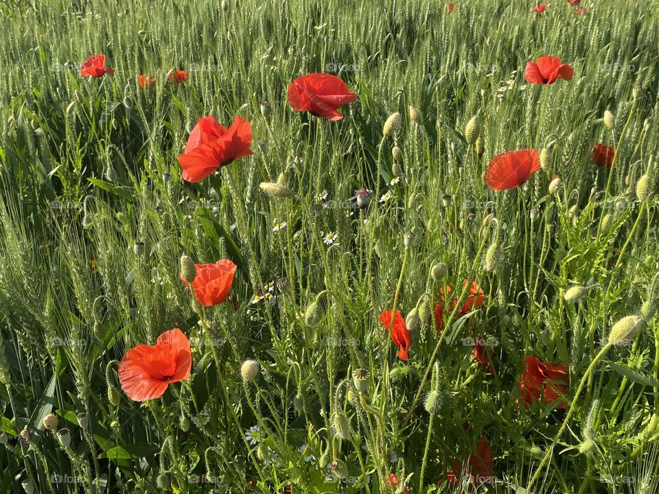Mohn