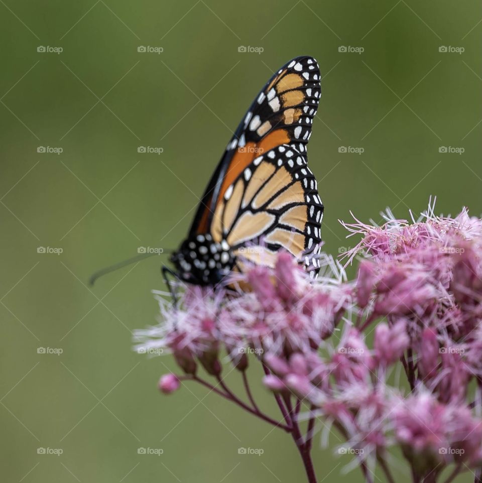 Monarch Butterfly 