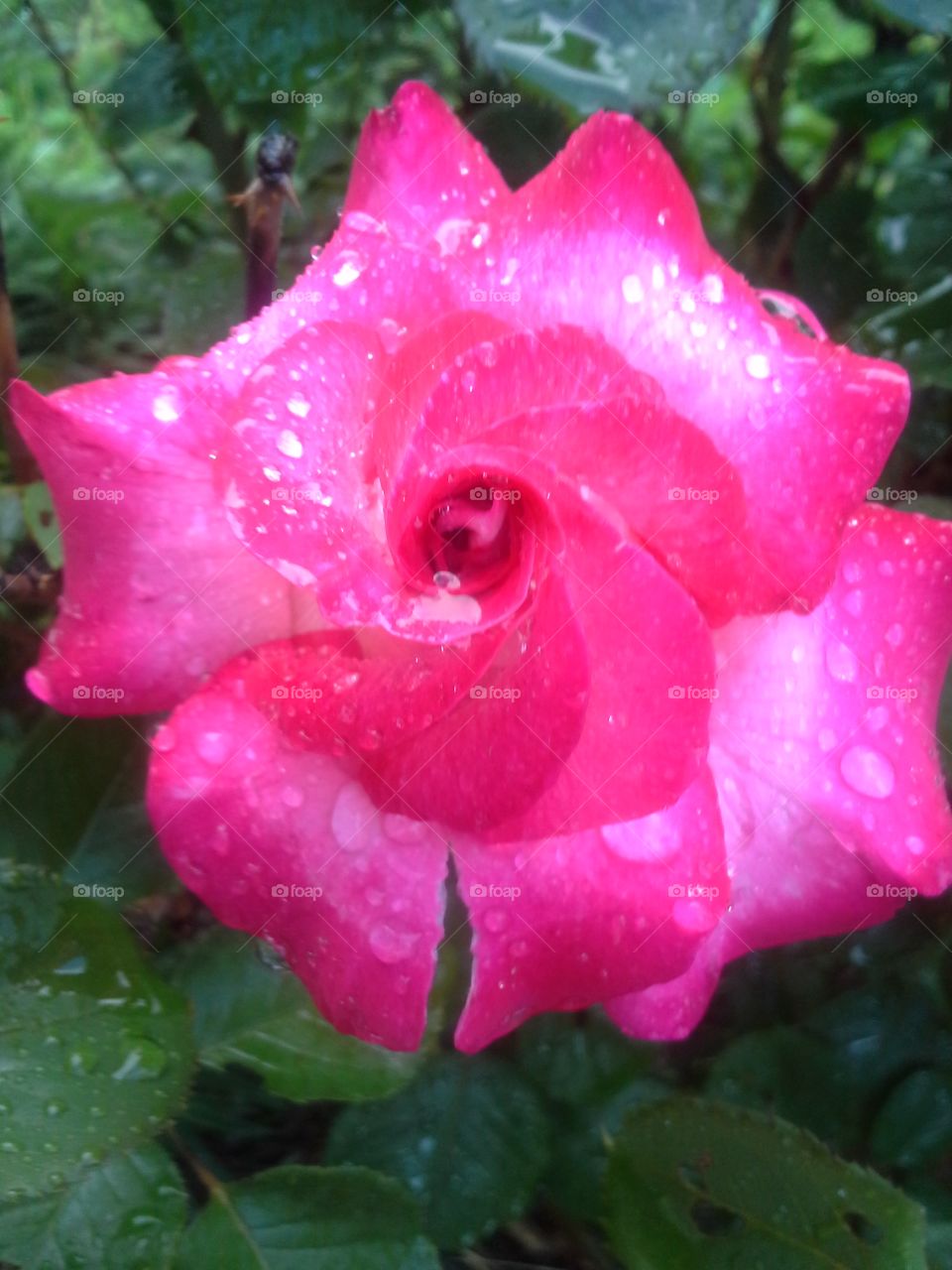 dew droplets. a rose after a gentle rain