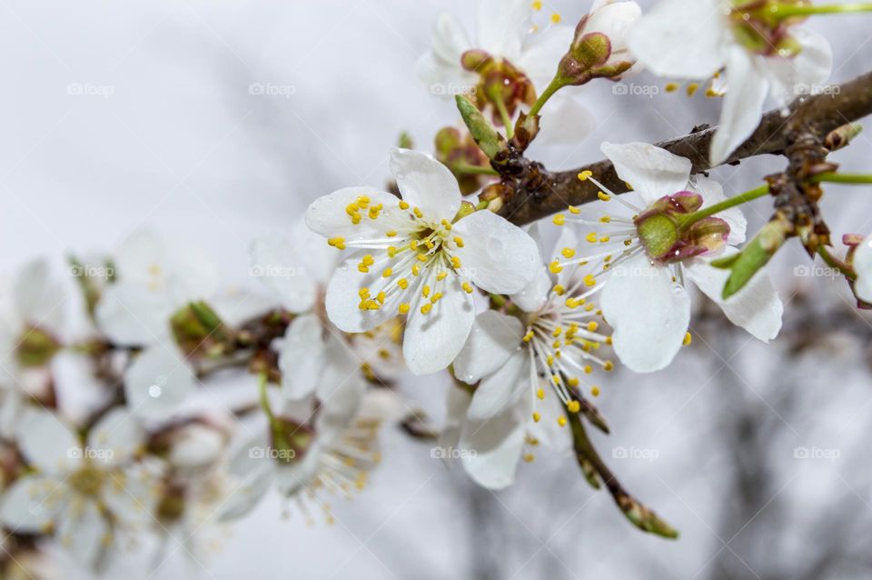 Spring bloom!