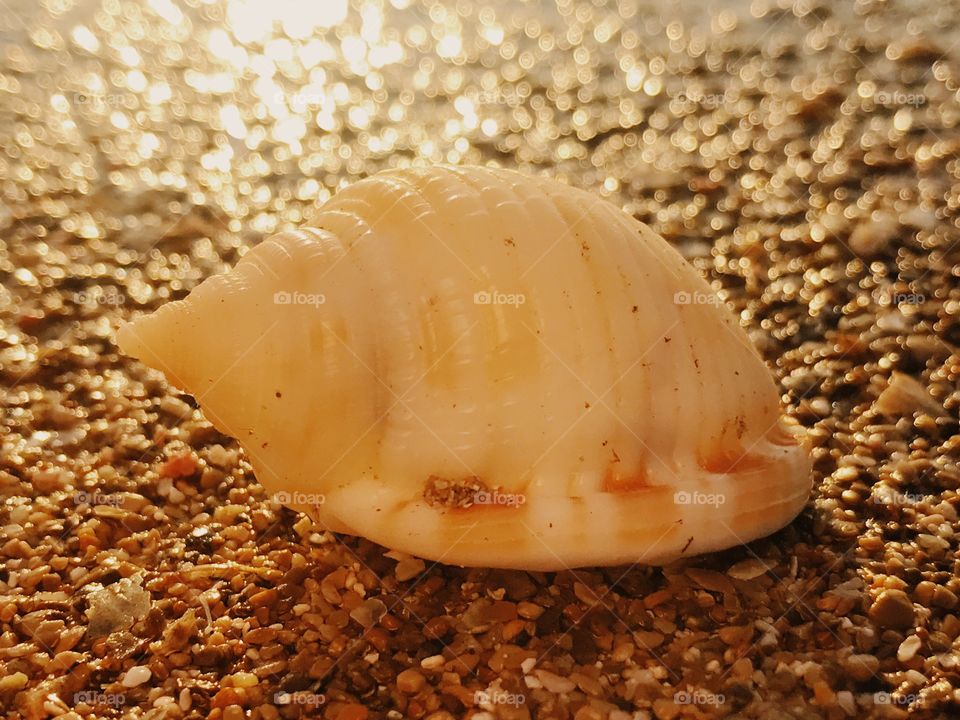 Seashells 