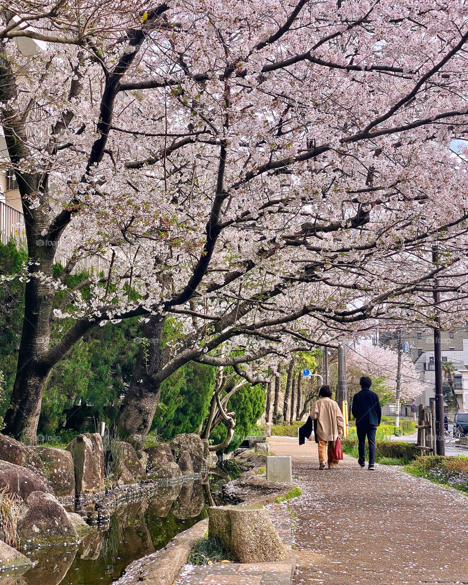 Two people walking under an archway of cherry blossoms in full bloom. Some petals scatter on the ground and in the brook to the side.
