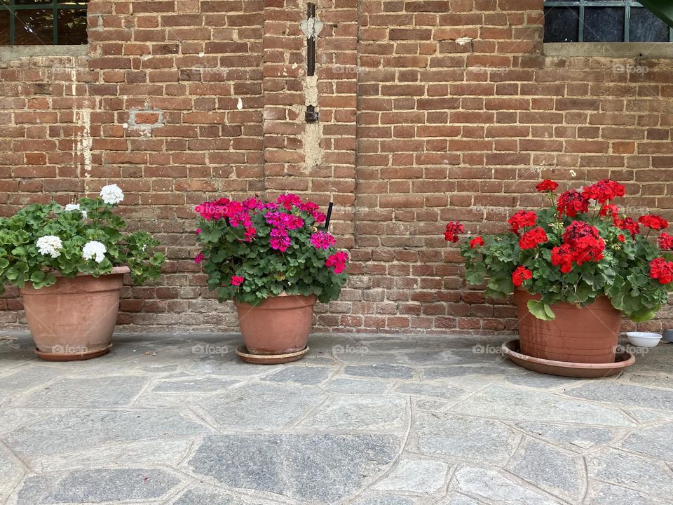 Flowering the terrace