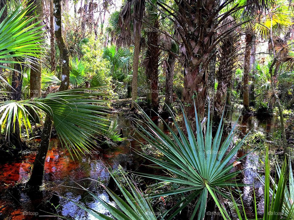 Florida forest 