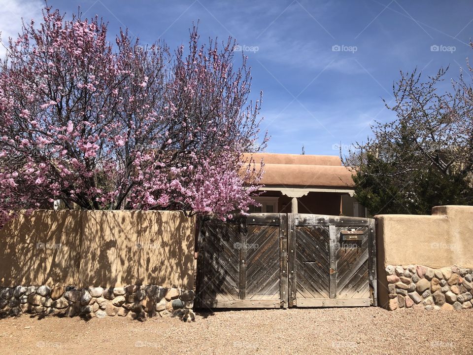 Spring in Santa Fe 