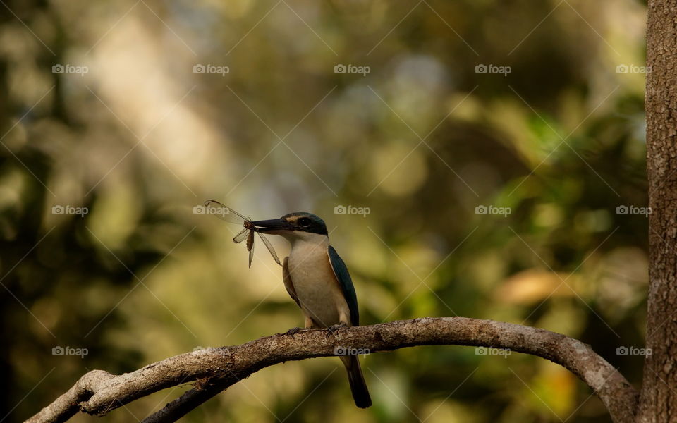 Sacred Kingfisher