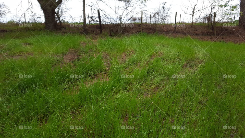 Old Fence and Green Grass